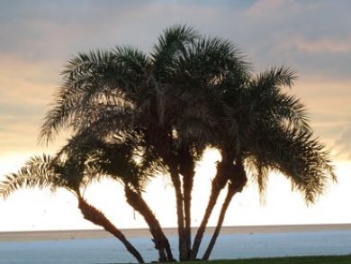 Siesta Key Studio Vacation Rental